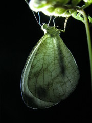 Leptosia nina niobe