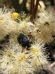 Metallesthes unicolor