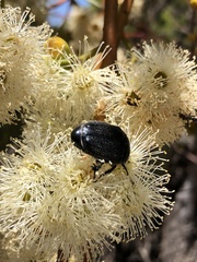 Metallesthes unicolor