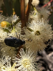 Metallesthes unicolor