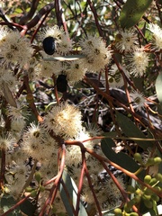 Metallesthes unicolor