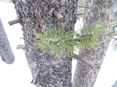 Pinus contorta