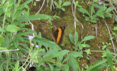 Yoma sabina