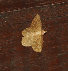 Synegia