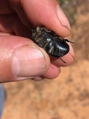 Metallesthes unicolor