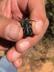 Metallesthes unicolor