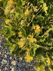 Eucnide bartonioides
