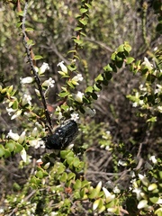 Metallesthes unicolor