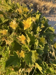 Eucnide bartonioides