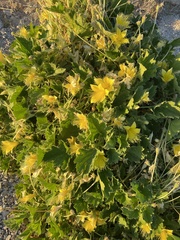 Eucnide bartonioides