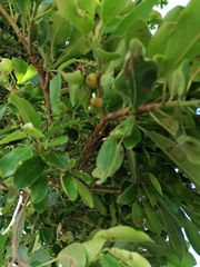 Ficus burkei