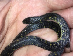 Atractus crassicaudatus