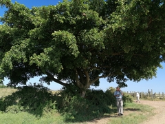 Ficus burkei