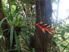 Guzmania sprucei