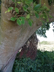 Ficus burkei