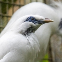 Leucopsar rothschildi