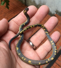 Atractus crassicaudatus