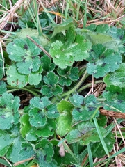 Ranunculus constantinopolitanus