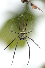 Trichonephila antipodiana