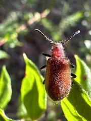 Metriolagria affinis