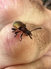 Metriolagria affinis