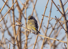 Carduelis citrinella