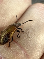 Metriolagria affinis