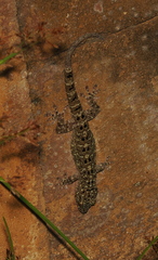 Gekko monarchus