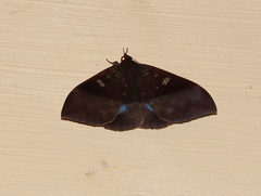 Ischyja manlia