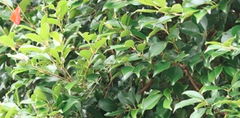 Syzygium formosanum