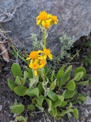Senecio integerrimus