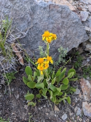 Senecio integerrimus