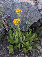 Senecio integerrimus