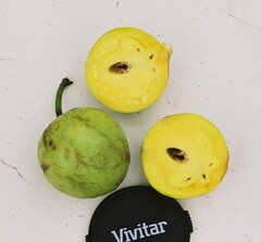 Garcinia xanthochymus