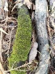 Rhynchostegium riparioides