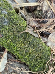 Rhynchostegium riparioides