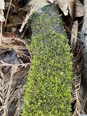 Rhynchostegium riparioides