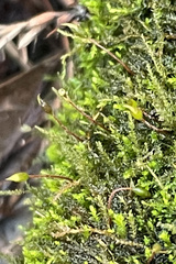 Rhynchostegium riparioides