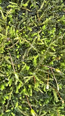 Rhynchostegium riparioides