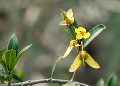 Acridocarpus natalitius