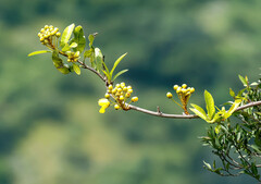 Acridocarpus natalitius