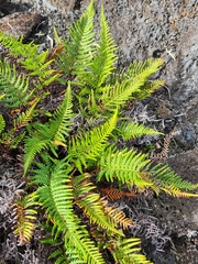 Pityrogramma austroamericana