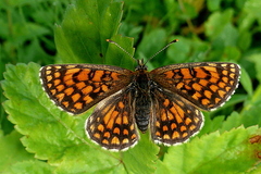 Melitaea athalia