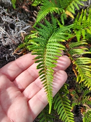 Pityrogramma austroamericana