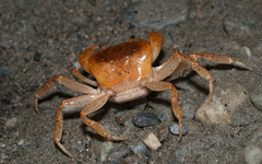 Geothelphusa bicolor