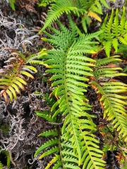 Pityrogramma austroamericana