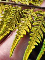 Pityrogramma austroamericana