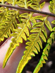 Pityrogramma austroamericana