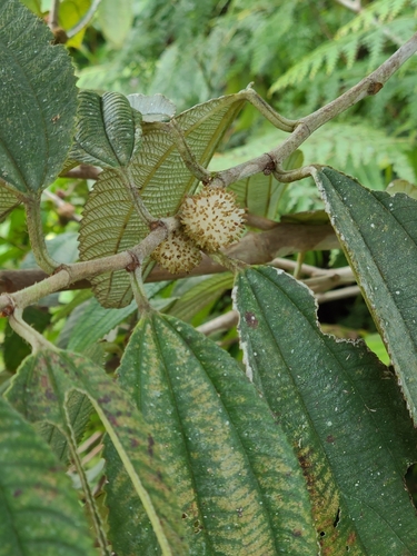 Leucosyke capitellata observed 2023-02-02