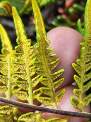 Pityrogramma austroamericana